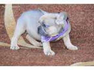 French Bulldog Puppy for sale in Grafton, MA, USA