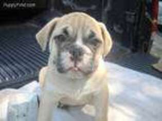Bulldog Puppy for sale in Bryant, AL, USA