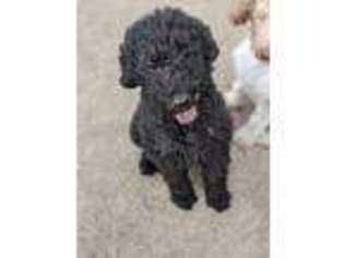 Labradoodle Puppy for sale in Buckingham, IL, USA