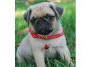 Pug Puppy for sale in Platteville, CO, USA