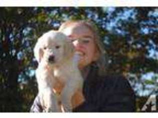 Golden Retriever Puppy for sale in CONCORD, NH, USA