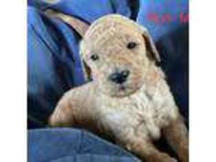 Goldendoodle Puppy for sale in Nokomis, IL, USA
