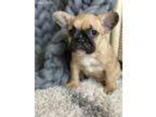 French Bulldog Puppy for sale in Itasca, IL, USA