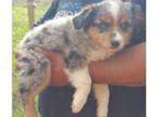 Miniature Australian Shepherd Puppy for sale in Gilmer, TX, USA