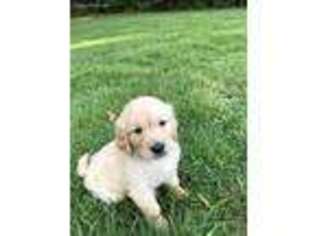 Golden Retriever Puppy for sale in Waynesboro, GA, USA