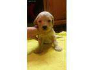 Goldendoodle Puppy for sale in Deer River, MN, USA