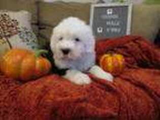 Old English Sheepdog Puppy for sale in Sterling Heights, MI, USA