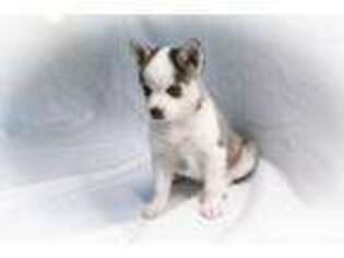 Alaskan Klee Kai Puppy for sale in Amherst, VA, USA