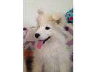 Samoyed Puppy for sale in Fingal, ND, USA
