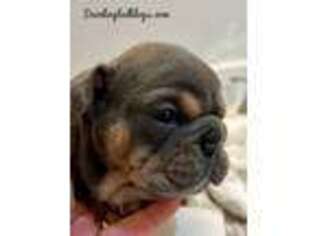 Bulldog Puppy for sale in Sanford, FL, USA