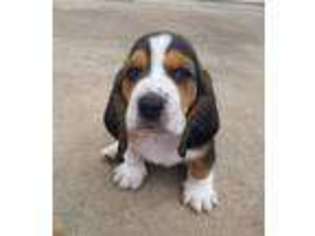 Basset Hound Puppy for sale in Alma, WV, USA