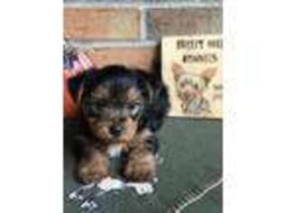 Yorkshire Terrier Puppy for sale in Hartsfield, GA, USA
