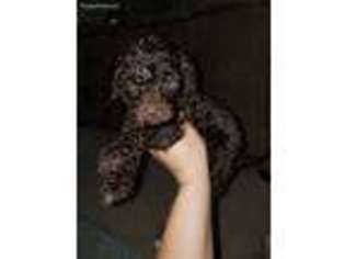 Labradoodle Puppy for sale in Athens, TN, USA