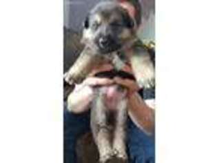 German Shepherd Dog Puppy for sale in Shakopee, MN, USA