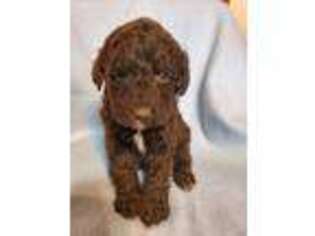 Labradoodle Puppy for sale in West Plains, MO, USA