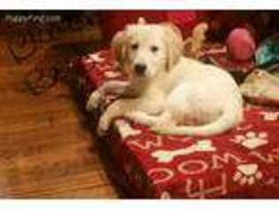 Golden Retriever Puppy for sale in Crystal Lake, IL, USA