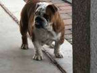 Bulldog Puppy for sale in Prescott Valley, AZ, USA