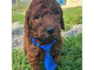 Mutt Puppy for sale in Deer River, MN, USA