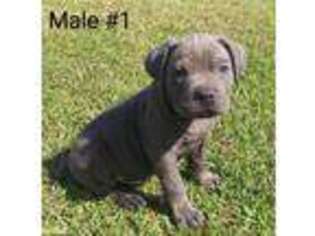Cane Corso Puppy for sale in Kirbyville, TX, USA