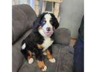 Bernese Mountain Dog Puppy for sale in Puyallup, WA, USA
