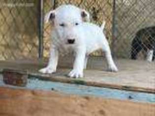 Bull Terrier Puppy for sale in Granger, WA, USA