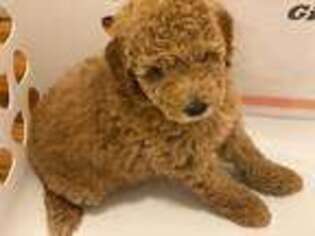 Goldendoodle Puppy for sale in Atlanta, GA, USA