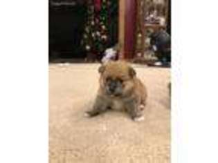 Pomeranian Puppy for sale in Fortville, IN, USA