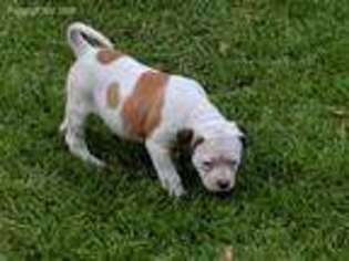 American Bulldog Puppy for sale in Sardis, GA, USA