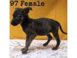 Dutch Shepherd Dog Puppy for sale in Salisbury, NC, USA