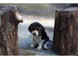 Beagle Puppy for sale in Groton, MA, USA