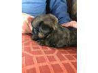 Brussels Griffon Puppy for sale in Clover, SC, USA