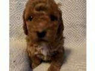 Goldendoodle Puppy for sale in Charleston, SC, USA