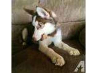 Siberian Husky Puppy for sale in O FALLON, MO, USA