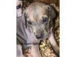 Great Dane Puppy for sale in Van Buren, MO, USA