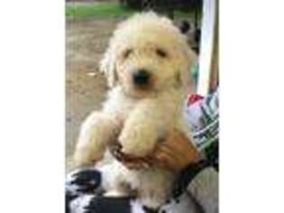 Komondor Puppy for sale in Dowagiac, MI, USA
