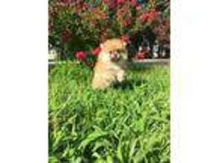 Pomeranian Puppy for sale in Shady Side, MD, USA