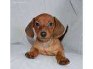 Dachshund Puppy for sale in Temecula, CA, USA