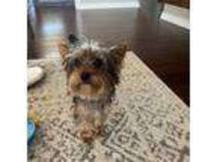 Yorkshire Terrier Puppy for sale in Rogersville, MO, USA