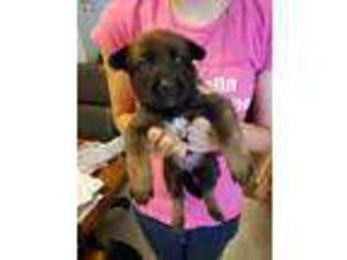 Belgian Malinois Puppy for sale in Greenville, TX, USA