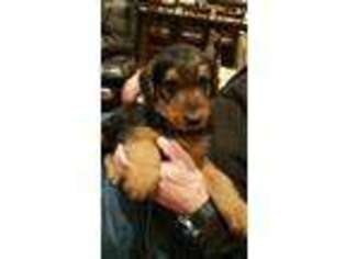 Airedale Terrier Puppy for sale in Cross Plains, WI, USA