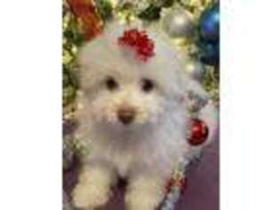 Mutt Puppy for sale in Springville, AL, USA