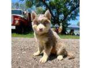 Mutt Puppy for sale in Norfolk, NE, USA