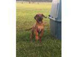 Rhodesian Ridgeback Puppy for sale in Lumberton, TX, USA