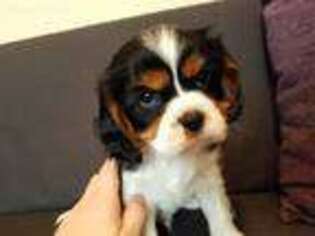 Cavalier King Charles Spaniel Puppy for sale in Round Rock, TX, USA