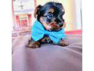 Yorkshire Terrier Puppy for sale in Mcdonough, GA, USA