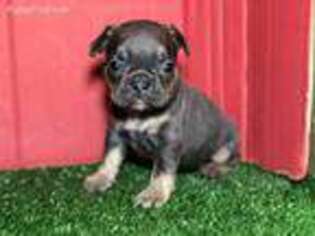 French Bulldog Puppy for sale in Uniondale, NY, USA