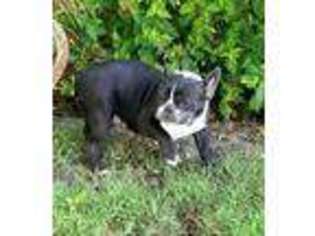 French Bulldog Puppy for sale in Osceola, IA, USA