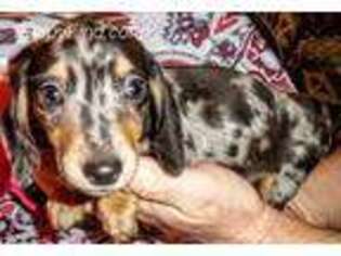 Dachshund Puppy for sale in Sacramento, CA, USA