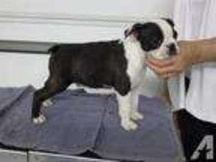 Boston Terrier Puppy for sale in SILVER SPRINGS, NV, USA