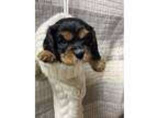 Cavalier King Charles Spaniel Puppy for sale in New Columbia, PA, USA